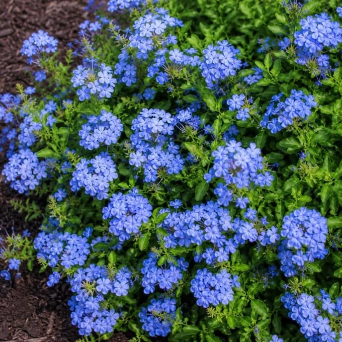 Plumbago Live Plants - Pack of 2, 3-5 Inch Tall Blue Flower Shrub for Outdoor Garden in Grow Pot - Image 3