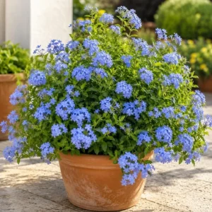 Plumbago Live Plants - Pack of 2, 3-5 Inch Tall Blue Flower Shrub for Outdoor Garden in Grow Pot - Image 4