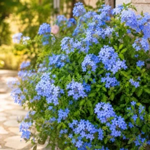 Plumbago Live Plants - Pack of 2, 3-5 Inch Tall Blue Flower Shrub for Outdoor Garden in Grow Pot - Image 5