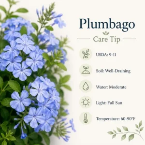 Plumbago Live Plants - Pack of 2, 3-5 Inch Tall Blue Flower Shrub for Outdoor Garden in Grow Pot - Image 6