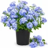 Plumbago Live Plants - Pack of 2, 3-5 Inch Tall Blue Flower Shrub for Outdoor Garden in Grow Pot - Image 1