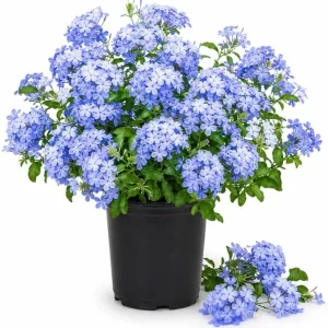 Plumbago Live Plants - Pack of 2, 3-5 Inch Tall Blue Flower Shrub for Outdoor Garden in Grow Pot - Image 1