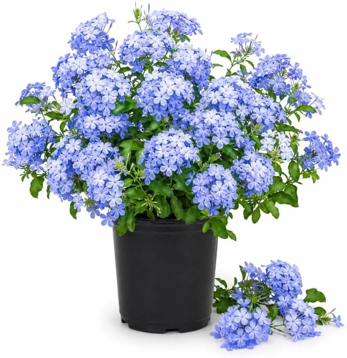 Plumbago Live Plants - Pack of 2, 3-5 Inch Tall Blue Flower Shrub for Outdoor Garden in Grow Pot - Image 1