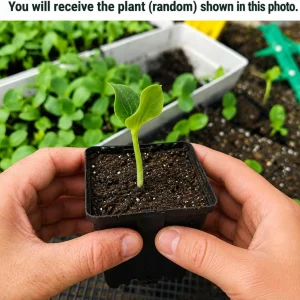 Pumpkin Plant Live for Planting - Vegetable Garden Starter, 2-4 Inch Tall - Image 2