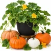 Pumpkin Plant Live for Planting - Vegetable Garden Starter, 2-4 Inch Tall - Image 1