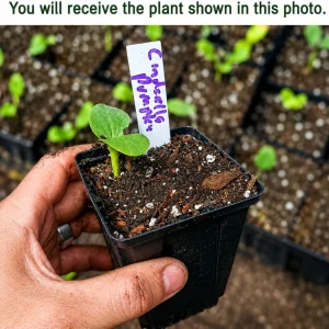 Pumpkin Plant Live, Winter Squash Vegetable, 2-4 Inch Tall - Image 2