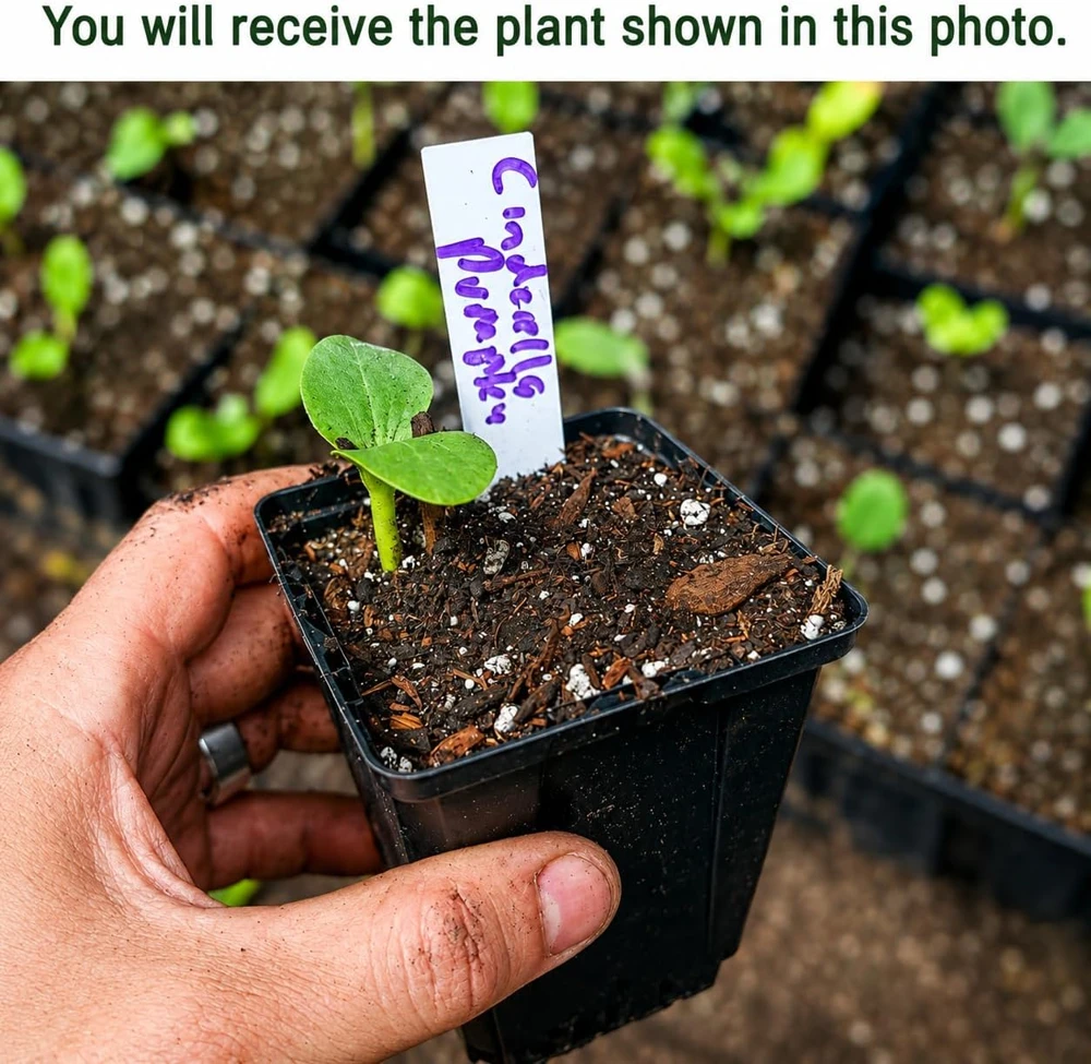 Pumpkin Plant Live, Winter Squash Vegetable, 2-4 Inch Tall - Image 2