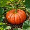 Pumpkin Plant Live, Winter Squash Vegetable, 2-4 Inch Tall - Image 1