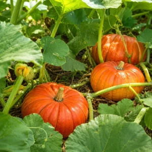 Pumpkin Plant Live - Winter Squash Vegetable, 2-4 Inch Tall - Image 3