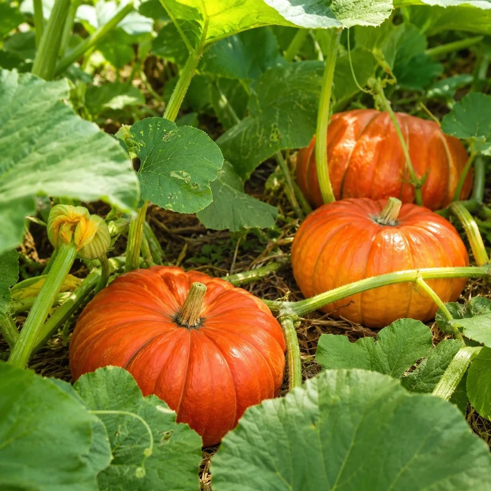 Pumpkin Plant Live - Winter Squash Vegetable, 2-4 Inch Tall - Image 3