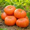 Pumpkin Plant Live - Winter Squash Vegetable, 2-4 Inch Tall - Image 1