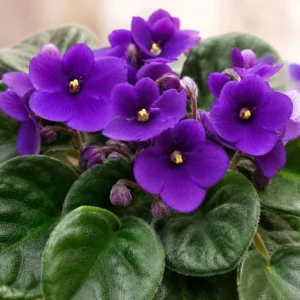 Purple African Violet Live Plant - 4 Inch Pot, 3-5 Inches Tall, Indoor Flowering Plant - Image 2