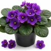 Purple African Violet Live Plant - 4 Inch Pot, 3-5 Inches Tall, Indoor Flowering Plant - Image 1