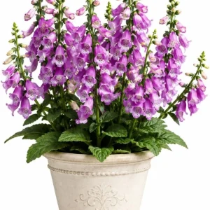 Purple Foxglove Live Plant – Hardy Perennial, 2-4 Inch Tall, 3 Inch Pot - Image 1