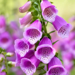 Purple Foxglove Live Plant – Hardy Perennial, 2-4 Inch Tall, 3 Inch Pot - Image 4