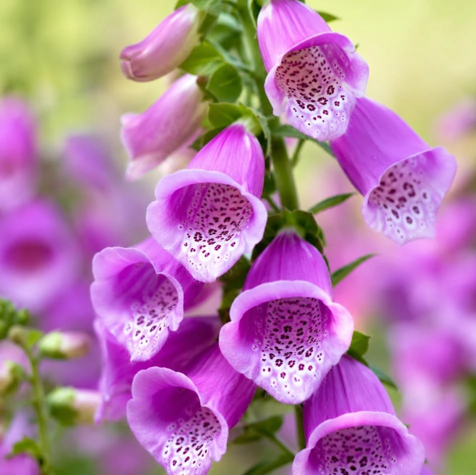 Purple Foxglove Live Plant – Hardy Perennial, 2-4 Inch Tall, 3 Inch Pot - Image 4