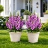 Purple Foxglove Live Plant Set of 2, Hardy Perennial Flowers, 2-4 Inch Tall, 3 Inch Pot - Image 1