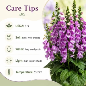 Purple Foxglove Live Plant Set of 2, Hardy Perennial Flowers, 2-4 Inch Tall, 3 Inch Pot - Image 5