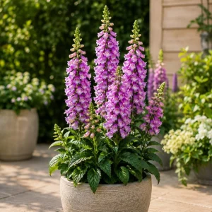 Purple Foxglove Live Plant Set of 2, Hardy Perennial Flowers, 2-4 Inch Tall, 3 Inch Pot - Image 7