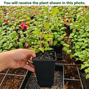 Purple Fuchsia Live Plant - 4-6 Inch Tall, 6 Inch Pot - Outdoor Garden - Image 2