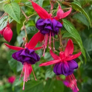 Purple Fuchsia Live Plant - 4-6 Inch Tall, 6 Inch Pot - Outdoor Garden - Image 3