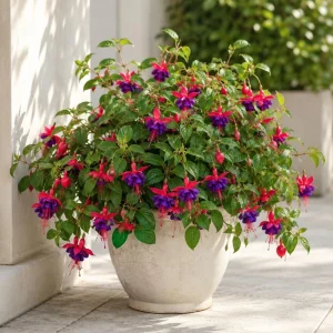 Purple Fuchsia Live Plant - 4-6 Inch Tall, 6 Inch Pot - Outdoor Garden - Image 4