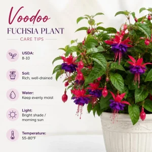 Purple Fuchsia Live Plant - 4-6 Inch Tall, 6 Inch Pot - Outdoor Garden - Image 5