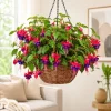 Purple Fuchsia Live Plant - 4-6 Inch Tall, 6 Inch Pot - Outdoor Garden - Image 1
