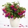 Purple Fuchsia Plant Live, 4-6 inch Tall, 6 Inch Pot, Home Garden Flower - Image 1