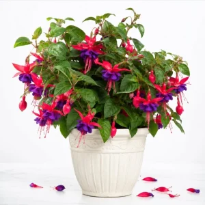 Purple Fuchsia Plant Live, 4-6 inch Tall, 6 Inch Pot, Home Garden Flower - Image 1
