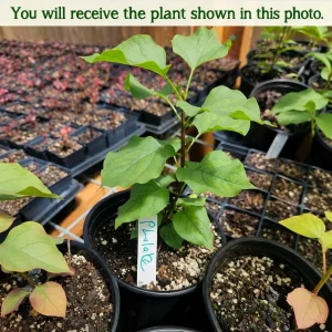 Purple Lilac Live Plant, 5-10 Inches Tall, 1 Gallon Pot, Fragrant Outdoor Shrub - Image 2