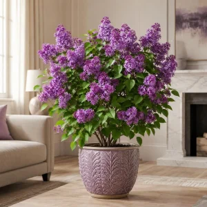 Purple Lilac Live Plant, 5-10 Inches Tall, 1 Gallon Pot, Fragrant Outdoor Shrub - Image 1