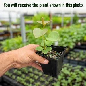 Purple Lilac Live Plant, Fragrant Flowering Shrub, 3-5 Inch Tall, 4 Inch Pot - Image 2