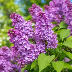 Purple Lilac Live Plant, Fragrant Flowering Shrub, 3-5 Inch Tall, 4 Inch Pot - Image 3