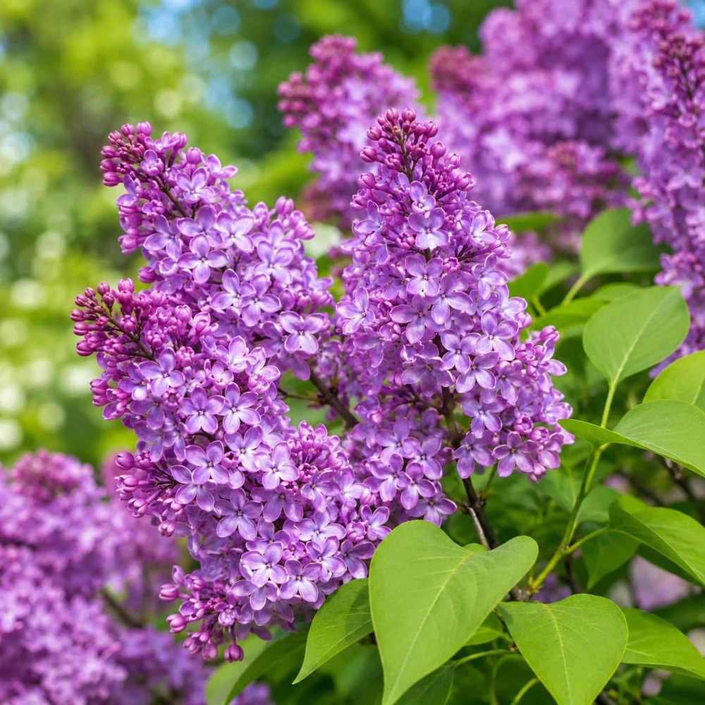 Purple Lilac Live Plant, Fragrant Flowering Shrub, 3-5 Inch Tall, 4 Inch Pot - Image 3