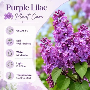 Purple Lilac Live Plant, Fragrant Flowering Shrub, 3-5 Inch Tall, 4 Inch Pot - Image 4