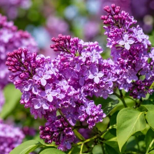 Purple Lilac Live Plant, Fragrant Flowering Shrub, 3-5 Inch Tall, 4 Inch Pot - Image 6