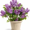 Purple Lilac Live Plant, Fragrant Flowering Shrub, 3-5 Inch Tall, 4 Inch Pot - Image 1