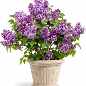 Purple Lilac Live Plant, Fragrant Flowering Shrub, 3-5 Inch Tall, 4 Inch Pot - Image 1