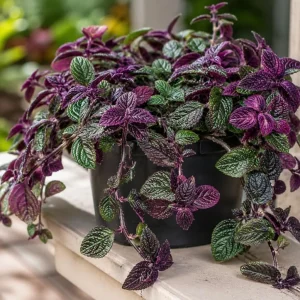 Purple Swedish Ivy Live Plant, 2-Pack, 3-6 Inch Tall, Trailing Houseplant for Indoor Hanging Baskets - Image 2
