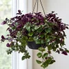 Purple Swedish Ivy Live Plant, 2-Pack, 3-6 Inch Tall, Trailing Houseplant for Indoor Hanging Baskets - Image 1