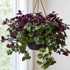 Purple Swedish Ivy Live Plant, 2-Pack, 3-6 Inch Tall, Trailing Houseplant for Indoor Hanging Baskets - Image 1