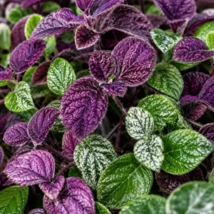 Purple Swedish Ivy Live Plant, 2-Pack, 3-6 Inch Tall, Trailing Houseplant for Indoor Hanging Baskets - Image 3