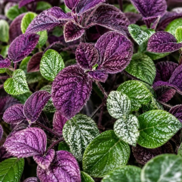 Purple Swedish Ivy Live Plant - 2 Plants, 3-6 Inch Tall, 4 Inch Pot, Easy Care Trailing Houseplant - Image 2