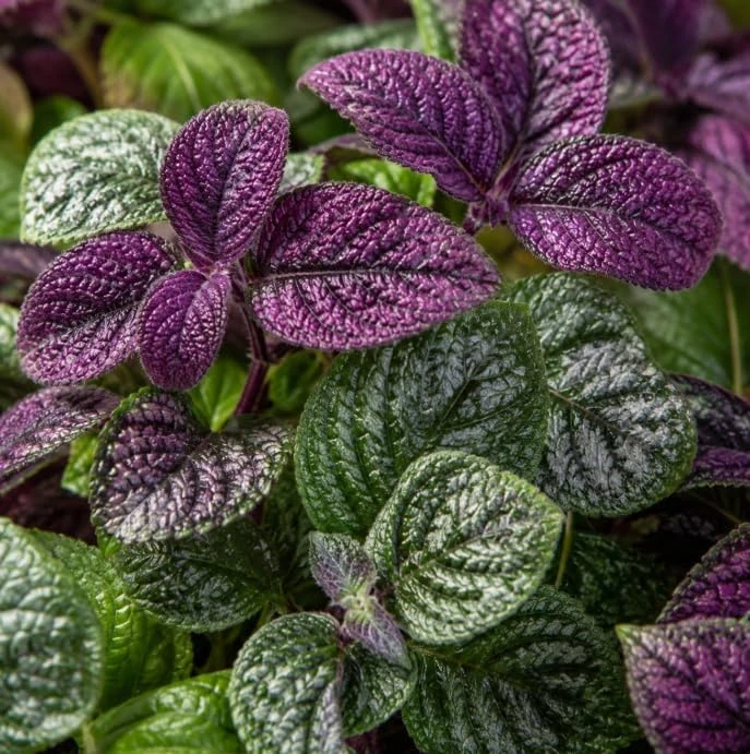 Purple Swedish Ivy Live Plant - 2 Plants, 3-6 Inch Tall, 4 Inch Pot, Easy Care Trailing Houseplant - Image 4