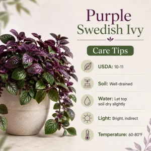Purple Swedish Ivy Live Plant - 2 Plants, 3-6 Inch Tall, 4 Inch Pot, Easy Care Trailing Houseplant - Image 5