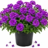 Purple Verbena Live Plant 4-6 Inch Tall – Outdoor Flowering Garden Plant - Image 1