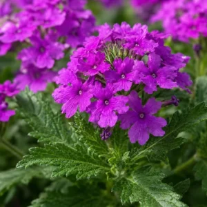 Purple Verbena Live Plant 4-6 Inch Tall – Outdoor Flowering Garden Plant - Image 4