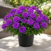 Purple Verbena Live Plant - 4-6 Inch Tall Rooted Flowering for Garden - Image 1