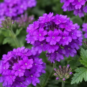 Purple Verbena Live Plant - 4-6 Inch Tall Rooted Flowering for Garden - Image 3